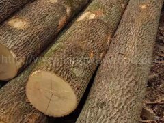 金威木業(yè) 白蠟原木 白臘 實(shí)木 歐洲材ABC級(jí) 白蠟?zāi)舅鴪D2