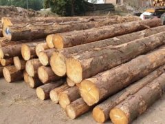 金威木業(yè) 進(jìn)口材 云杉 杉木 原木 實木 歐洲云杉 ABC級圖2