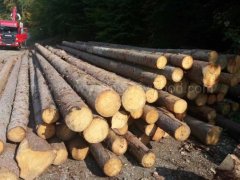 金威木業(yè) 進(jìn)口材 云杉 杉木 原木 實木 歐洲云杉 ABC級圖3