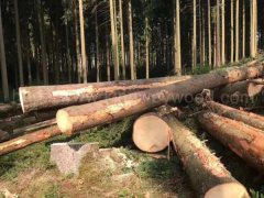 金威木業(yè)云杉 杉木 原木 實木 歐洲云杉 捷克云杉 ABC級圖2