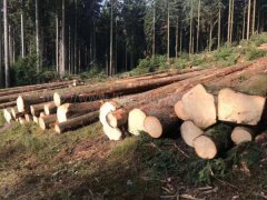 金威木業(yè)云杉 杉木 原木 實木 歐洲云杉 捷克云杉 ABC級圖3