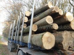 金威木業(yè)歐洲白蠟?zāi)?水曲柳 白臘 實(shí)木 蠟?zāi)?原木鋸切ABC圖3
