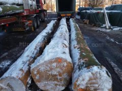 金威木業(yè) 原木 歐洲櫸木 水青岡 山毛櫸 櫸木 木材 AB級圖2