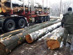 金威木業(yè) 原木 歐洲櫸木 水青岡 山毛櫸 櫸木 木材 AB級圖3