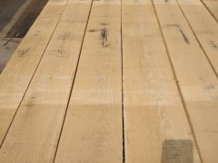 美國(guó)白橡圖2